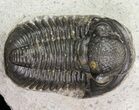 Gerastos Trilobite Fossil - Morocco #69099-1